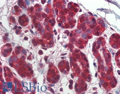 IHC-plus™ Monoclonal Mouse anti-Human Tubulin Gamma Antibody (clone TU-32, IHC, WB)