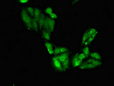 SGOL1 / Shugoshin Antibody