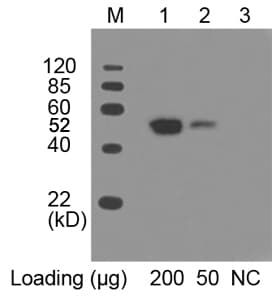 Monoclonal Mouse anti-Human Myc Tag Antibody (HRP, IF, WB)