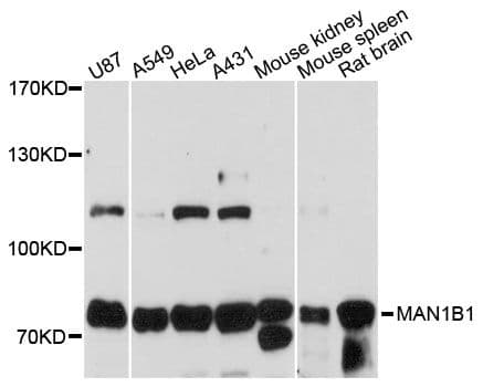 MAN1B1 Antibody