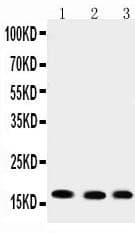 Polyclonal Rabbit anti-Human UBE2I / UBC9 Antibody (aa108-122, WB)