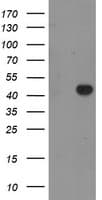 GRAB / RAB3IL1 Antibody (clone OTI1B5)