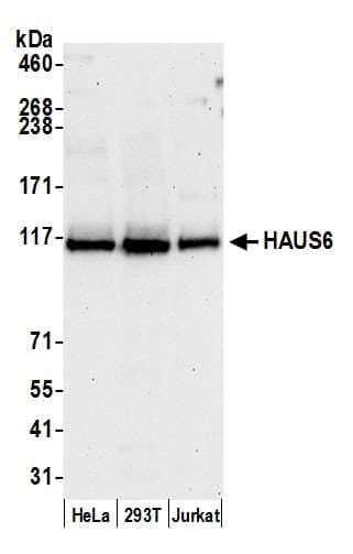 HAUS6 / FAM29A Antibody (aa905-955)