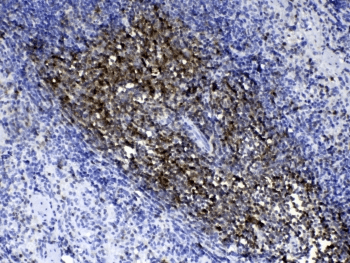 THY1 / CD90 Antibody