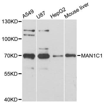 MAN1C1 Antibody