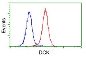DCK / Deoxycytidine kinase Antibody (clone OTI16E12, Carrier-free)