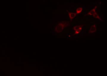 GCG / Glucagon Antibody