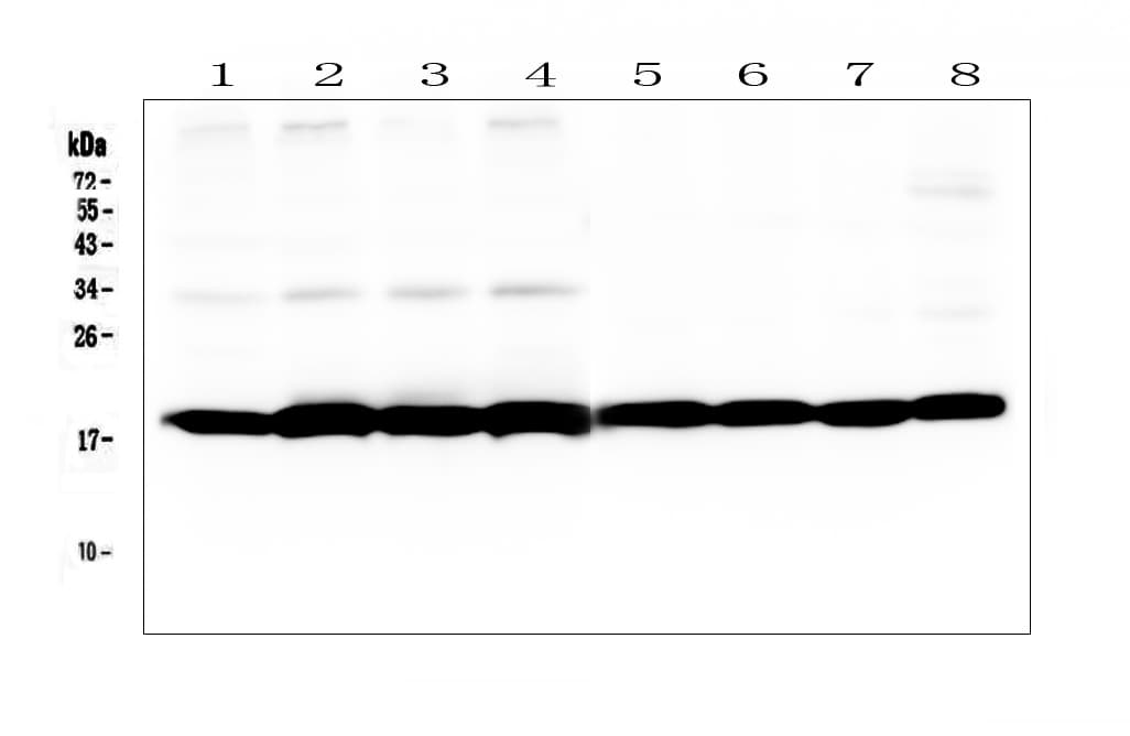 PPIB / Cyclophilin B Antibody (aa176-196)