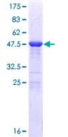 Human MOB1A Protein (Recombinant GST)