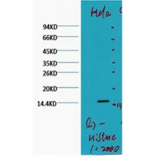 Monoclonal Mouse anti-Human Histone H3 Antibody (clone Q7, WB)