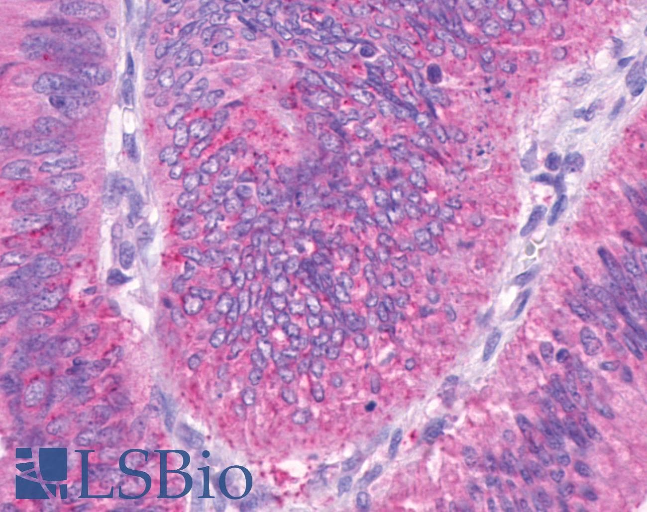 PathPlus™ OR2A4 Antibody (Cytoplasmic Domain)