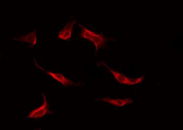 STAT1 Antibody