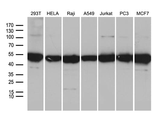 Monoclonal Mouse anti-Human BAG5 Antibody (clone OTI2D6, WB)