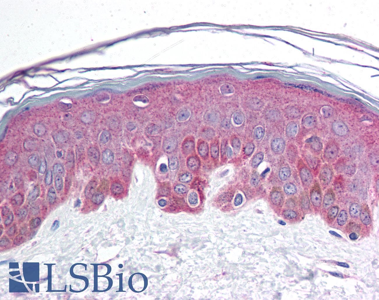 Polyclonal Rabbit anti-Human BRD7 Antibody (C-Terminus, IHC, WB)