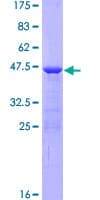 Human AHNAK Protein (Recombinant GST)