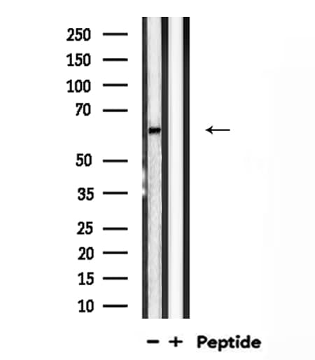 VGF Antibody