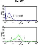 BANK1 / BANK Antibody (aa119-146)