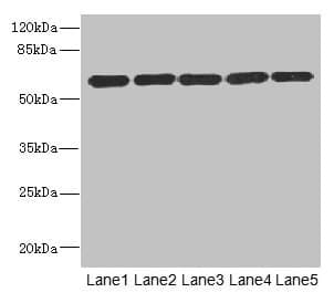 ARHGEF3 / XPLN Antibody