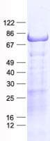 Human CCDC27 Protein (Recombinant His, N-Terminal)