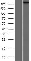 SCRIB / Scribble Protein (Over-Expression Lysate Myc-DDK (Flag))