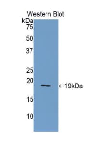 NUCB2 / Nucleobindin 2 Antibody (aa108-246, Biotin)
