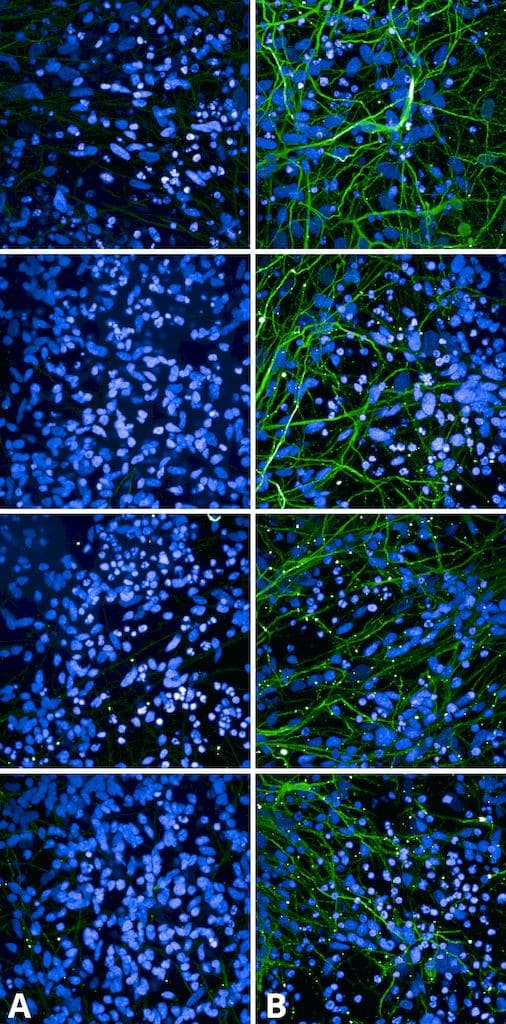 MAPT / Tau Antibody (phospho-Ser202/pThr205, clone AH36, Atto 680)