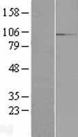 RBM12 Protein (Over-Expression Lysate Myc-DDK (Flag))