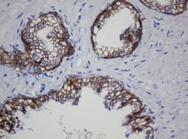 CDH1 / E Cadherin Antibody (clone OTI1G1, Carrier-free)