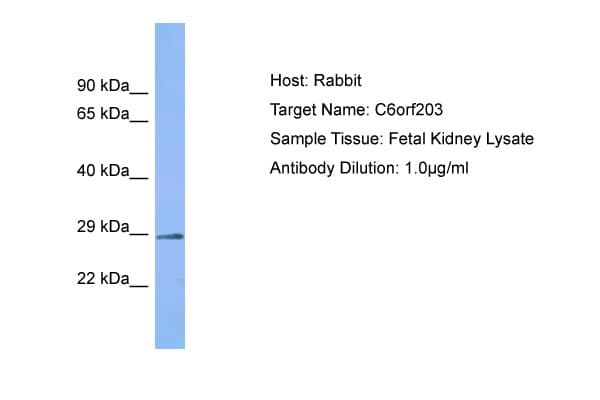 C6orf203 Antibody (C-Terminus)