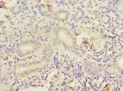 CCNJL Antibody
