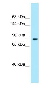 DMGDH Antibody (C-Terminus)