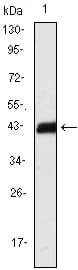 IHC-plus™ Monoclonal Mouse anti-Human CD247 / CD3 Zeta Antibody (clone 4B10, aa52-164, IHC, IF, WB)