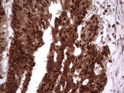 PCNA Antibody (clone OTI13G4)