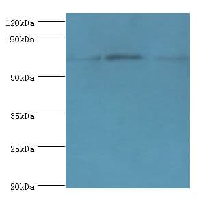 CD6 Antibody (aa424-668)