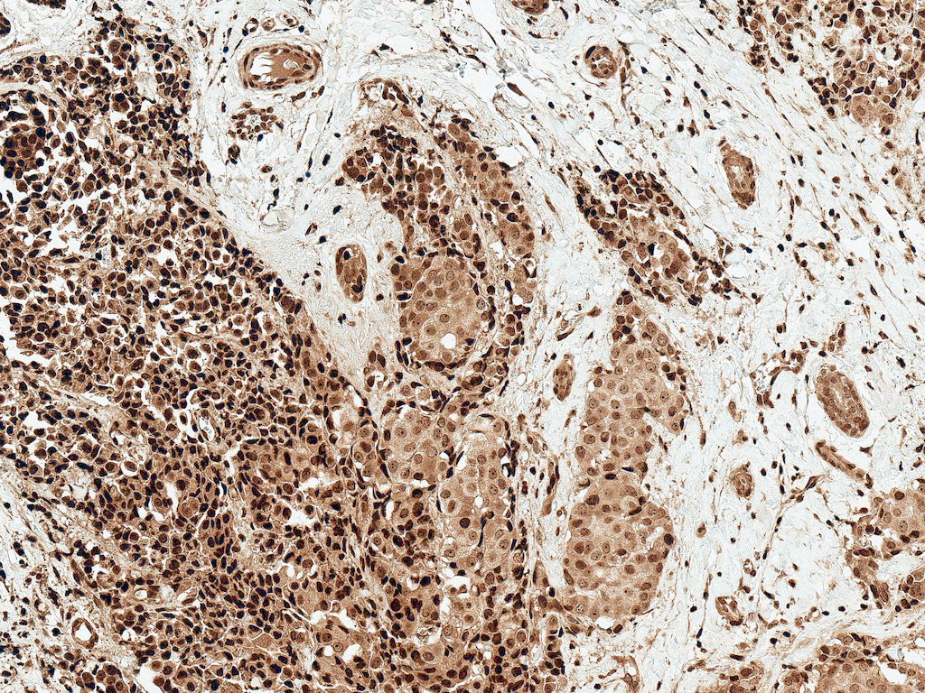 MYC / c-Myc Antibody (FITC)