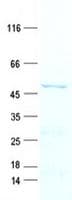 Human NDRG4 Protein (Recombinant His, N-Terminal)