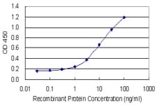 Monoclonal Mouse anti-Human SHMT / SHMT2 Antibody (clone 5E7, WB)