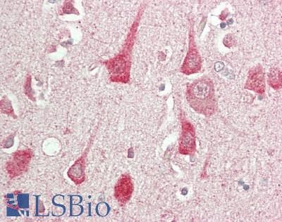IHC-plus™ CDK16 / PCTAIRE Antibody (aa446-496)