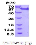 Human GORASP2 / GRASP55 Protein (Recombinant His)
