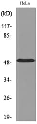 NR1H3 / LXR Alpha Antibody
