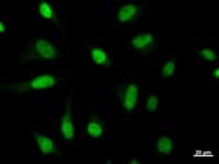 Monoclonal Mouse anti-Human MYBL2 Antibody (clone MYBAD10A, IF, WB)