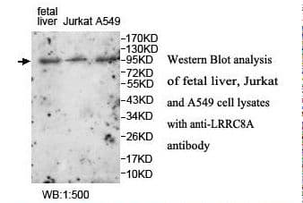 LRRC8A / LRRC8 Antibody (aa648-803)