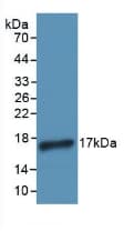IL4 Antibody (aa66-120, PE)