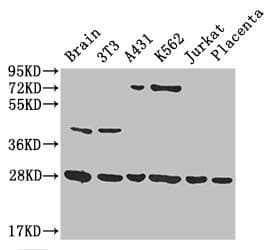 YWHAG / 14-3-3 Gamma Antibody