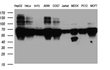 BNIPL Antibody (aa1-203, clone OTI9C1, Carrier-free)