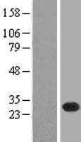 C4orf43 Protein (Over-Expression Lysate Myc-DDK (Flag))