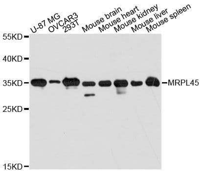 MRPL45 Antibody