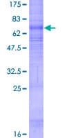 Human HCAR3 / GPR109B / HM74 Protein (Recombinant GST)