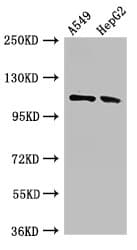 Polyclonal Rabbit anti-Human CNTN6 / Contactin 6 Antibody (IHC, WB)