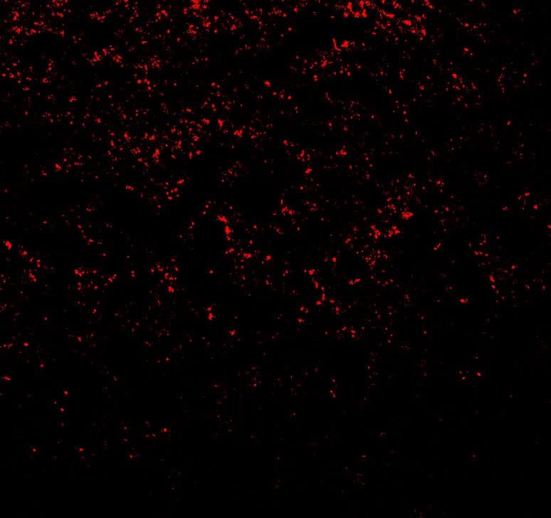 IHC-plus™ SNCA / Alpha-Synuclein Antibody
